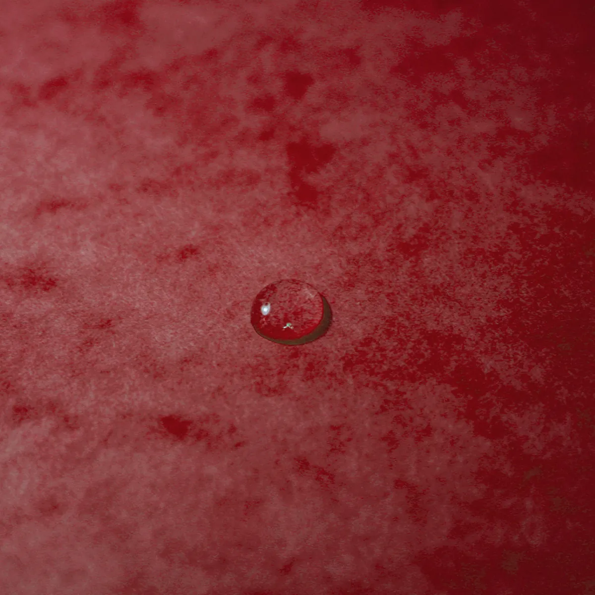 Boîte de classement A4 Dos 40 mm fermeture élastique carte lustrée Exabox - Rouge - Boîtes archives, Boîtes de transfert-4