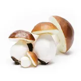 Champignons artificiels